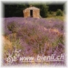 Bild von Lavendel Honig AKTION 3 x 500g